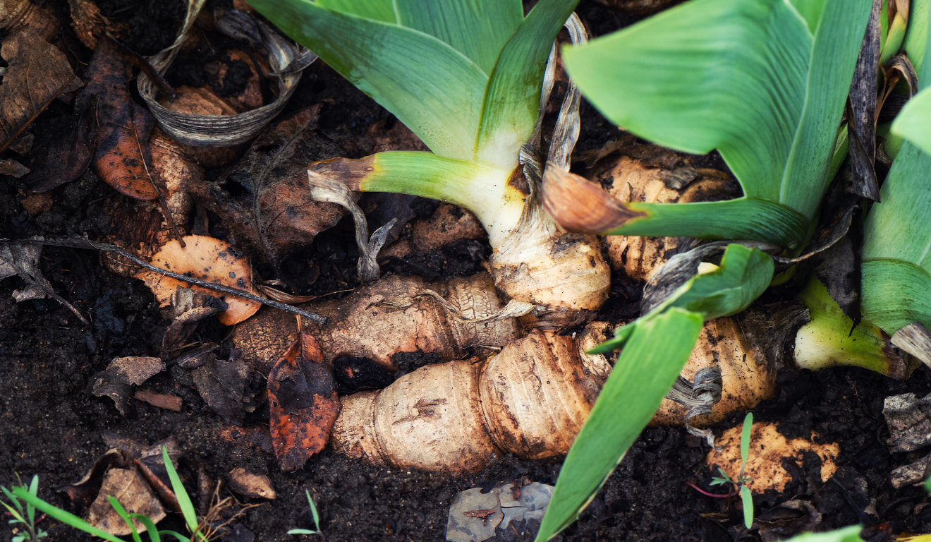 O que antes era sobra da produção agrícola agora se transforma em energia limpa. Pesquisadores da Universidade Federal de Lavras (UFLA) desenvolvem tecnologias para converter resíduos agroflorestais, como casca de café e serragem, em biocombustíveis sólidos
