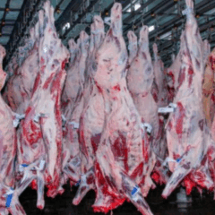 Segundo dados do Ministério da Agricultura e Pecuária (Mapa), o estado de Rondônia exportou, em 2024, o equivalente à US$ 1,16 bilhão, totalizando 276,2 mil toneladas de carne bovina. Neste ano, somente de janeiro a setembro, o estado registrou alta de 17,5% em suas exportações