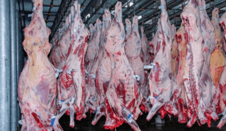 Segundo dados do Ministério da Agricultura e Pecuária (Mapa), o estado de Rondônia exportou, em 2024, o equivalente à US$ 1,16 bilhão, totalizando 276,2 mil toneladas de carne bovina. Neste ano, somente de janeiro a setembro, o estado registrou alta de 17,5% em suas exportações