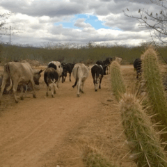 Estado do Rio Grande do Norte mantém ações para convivência com os efeitos da seca