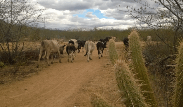 Estado do Rio Grande do Norte mantém ações para convivência com os efeitos da seca