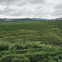 Pesquisadores da Embrapa desenvolveram um método inédito para mapear plantações de café via sensoriamento remoto, com sensibilidade e especificidade sem precedentes Pesquisadores da Embrapa desenvolveram um método inédito para mapear plantações de café via sensoriamento remoto, com sensibilidade e especificidade sem precedentes