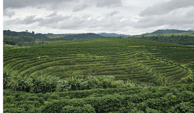 Pesquisadores da Embrapa desenvolveram um método inédito para mapear plantações de café via sensoriamento remoto, com sensibilidade e especificidade sem precedentes