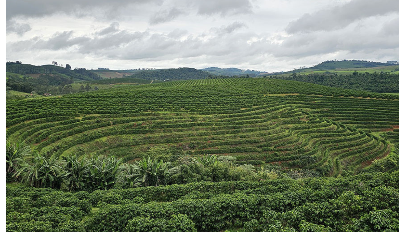 Pesquisadores da Embrapa desenvolveram um método inédito para mapear plantações de café via sensoriamento remoto, com sensibilidade e especificidade sem precedentes