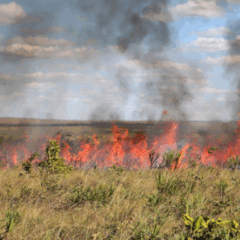 O Governo do Tocantins, por meio do Instituto Natureza do Tocantins (Naturatins), estendeu até o dia 9 de novembro a suspensão da emissão e da vigência das Autorizações Ambientais de Queima Controlada (AQC) em todo o estado