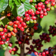 O Valor Bruto da Produção (VBP) agropecuária de Minas Gerais mantém a expectativa de encerrar o ano com valor recorde de R$ 168,6 bilhões, o que representa um crescimento de 14,2% em comparação a 2024
