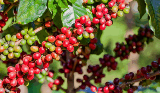 O Valor Bruto da Produção (VBP) agropecuária de Minas Gerais mantém a expectativa de encerrar o ano com valor recorde de R$ 168,6 bilhões, o que representa um crescimento de 14,2% em comparação a 2024