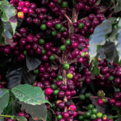 Fonte: CNA (Wenderson Araujo/Trilux)