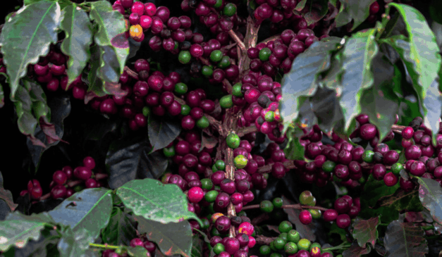 Foto: CNA (Wenderson Araujo/Trilux)