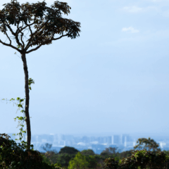 Fonte: Gilberto Soares/MMA