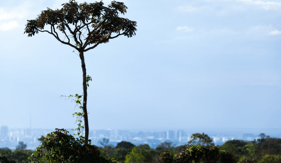 Fonte: Gilberto Soares/MMA