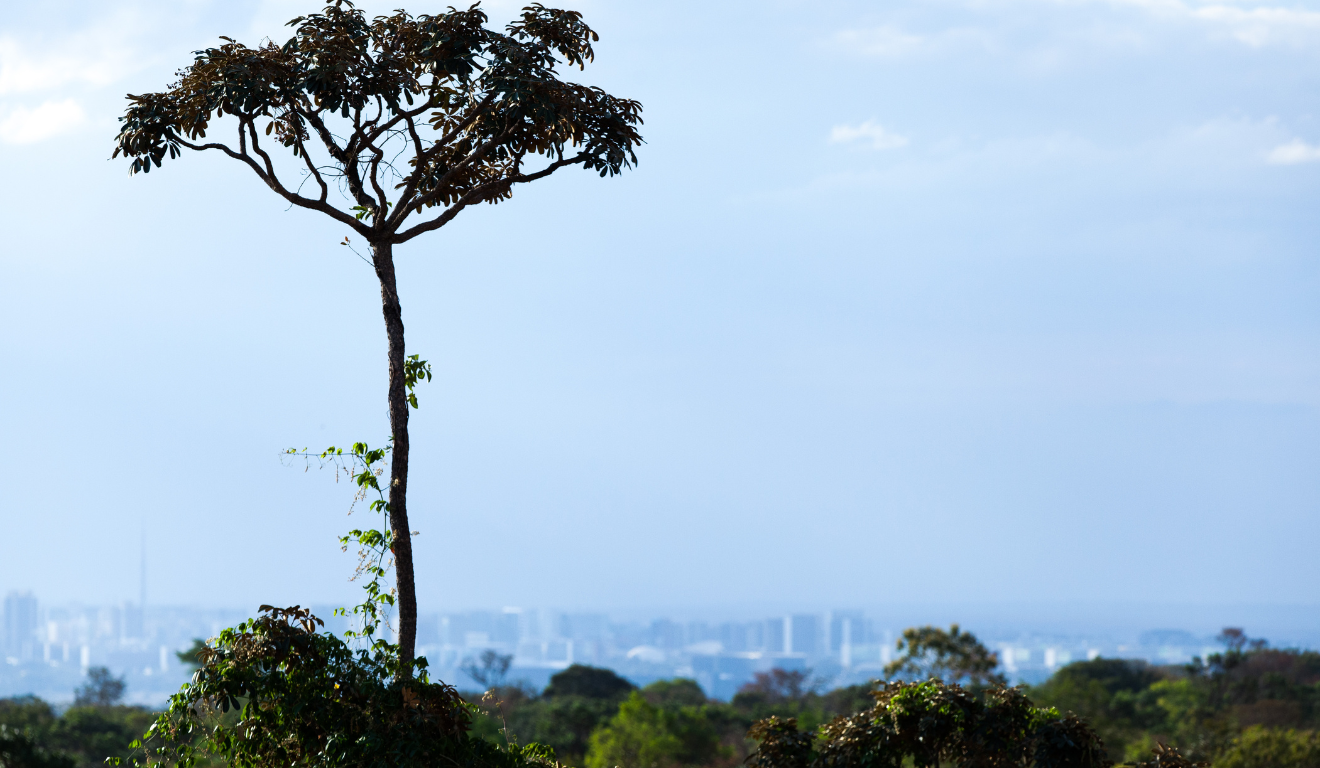 Ferramenta da Embrapa avalia espécies por potencial ecológico e de uso