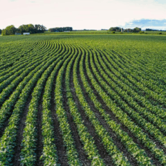 Técnicas de Inteligência Artificial (IA) e Visão Computacional, hoje utilizadas em projetos de monitoramento ambiental e energético, com foco em reservatórios hidrelétricos, rios e áreas florestais, também podem ser utilizadas no agronegócio