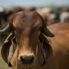 Foto: Wenderson Araujo/CNA