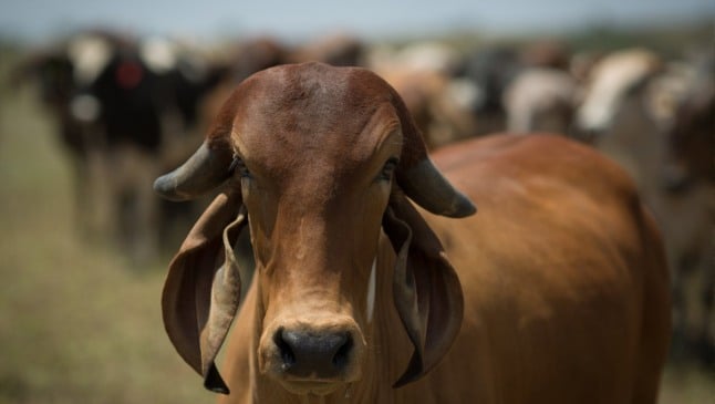 Foto: Wenderson Araujo/CNA