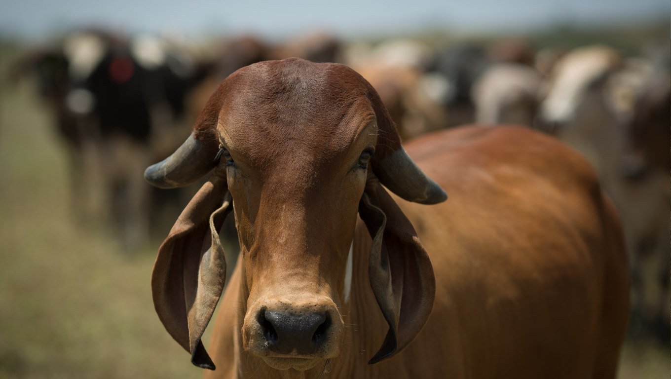 Foto: Wenderson Araujo/CNA