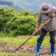 A Comissão de Agricultura, Pecuária, Abastecimento e Desenvolvimento Rural da Câmara dos Deputados aprovou, na sexta-feira (14), o Projeto de Lei 3913/25, que equipara agricultores familiares de subsistência aos agricultores extrativistas
