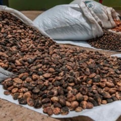 Mais de 3.200 agricultores familiares do Baixo Sul da Bahia têm ampliado renda e inserção em novos mercados com a expansão das atividades da Cooperativa dos Agricultores Familiares do Baixo Sul da Bahia (Coopafbasul), sediada em Ituberá.