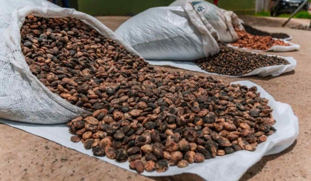 Mais de 3.200 agricultores familiares do Baixo Sul da Bahia têm ampliado renda e inserção em novos mercados com a expansão das atividades da Cooperativa dos Agricultores Familiares do Baixo Sul da Bahia (Coopafbasul), sediada em Ituberá.