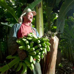 Agrodefesa faz encontro sobre plantio de banana em Anápolis