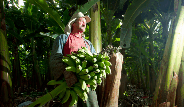 Agrodefesa faz encontro sobre plantio de banana em Anápolis