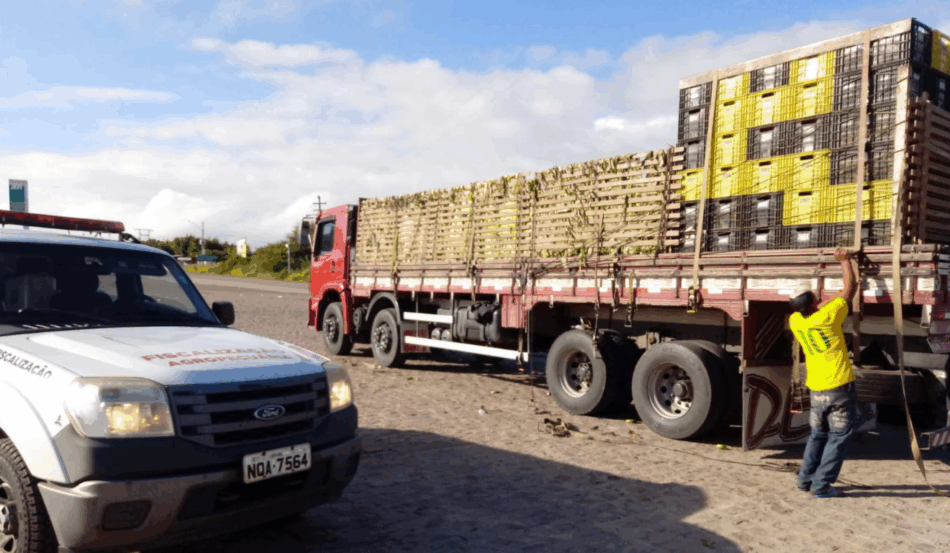 A Adeal de Alagoas passa a emitir, de forma eletrônica, a Permissão de Trânsito Vegetal (PTV), documento para o transporte de mudas e frutas