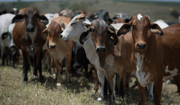 Os dados da declaração do gado de Alagoas devem ser enviados pelo produtor até dia 30 de novembro.