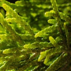 O secretário-executivo do Ministério da Pesca e Aquicultura (MPA), Édipo Araujo, afirmou na quarta-feira (19), durante a COP30 em Belém (PA), que a algicultura desponta como um novo campo estratégico para a aquicultura e para a agenda ambiental