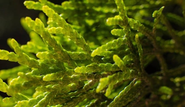 O secretário-executivo do Ministério da Pesca e Aquicultura (MPA), Édipo Araujo, afirmou na quarta-feira (19), durante a COP30 em Belém (PA), que a algicultura desponta como um novo campo estratégico para a aquicultura e para a agenda ambiental