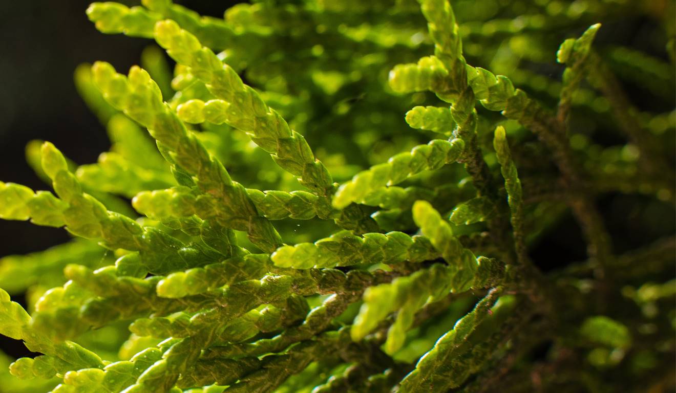 O secretário-executivo do Ministério da Pesca e Aquicultura (MPA), Édipo Araujo, afirmou na quarta-feira (19), durante a COP30 em Belém (PA), que a algicultura desponta como um novo campo estratégico para a aquicultura e para a agenda ambiental