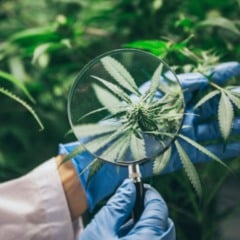 A Agência Nacional de Vigilância Sanitária (Anvisa) aprovou, nesta quarta-feira (19/11), uma autorização excepcional para que a Embrapa realize pesquisas sobre o cultivo de cannabis no Brasil.