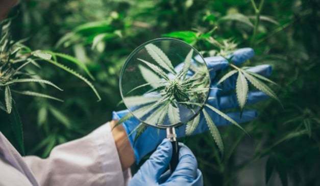 A Agência Nacional de Vigilância Sanitária (Anvisa) aprovou, nesta quarta-feira (19/11), uma autorização excepcional para que a Embrapa realize pesquisas sobre o cultivo de cannabis no Brasil.