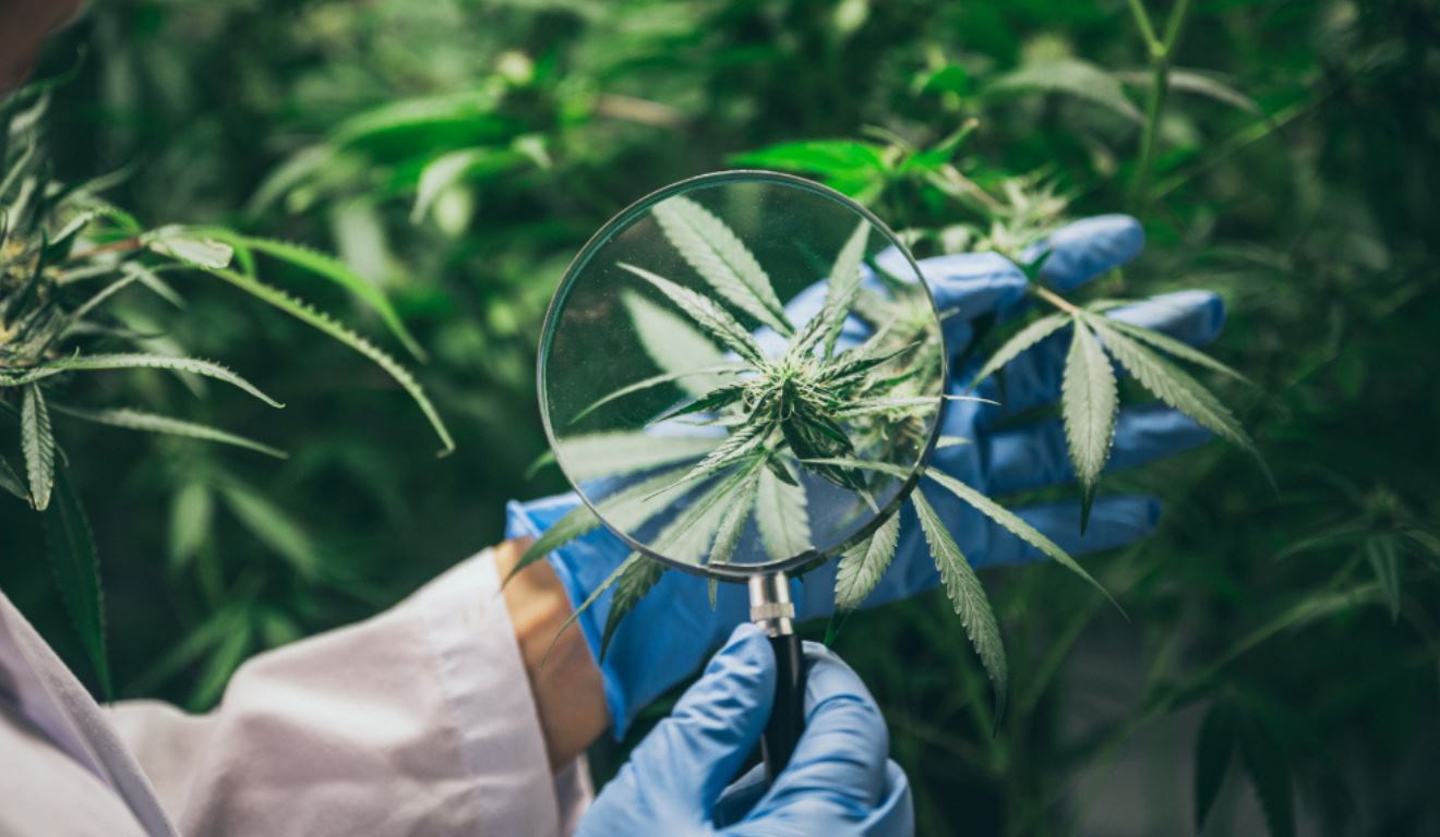 A Agência Nacional de Vigilância Sanitária (Anvisa) aprovou, nesta quarta-feira (19/11), uma autorização excepcional para que a Embrapa realize pesquisas sobre o cultivo de cannabis no Brasil.