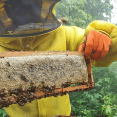 O Governo do Acre realizou, entre os dias 27 de outubro e 1º de novembro, uma série de visitas técnicas e de monitoramento de apiários e meliponários