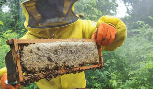 O Governo do Acre realizou, entre os dias 27 de outubro e 1º de novembro, uma série de visitas técnicas e de monitoramento de apiários e meliponários