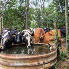No Rio Grande do Sul, pesquisadores de instituições brasileiras e alemãs analisaram como práticas produtivas e de manejo de dejetos podem reduzir o consumo de água na produção de leite e mitigar os efeitos das mudanças climáticas sobre a pegada hídrica do setor.