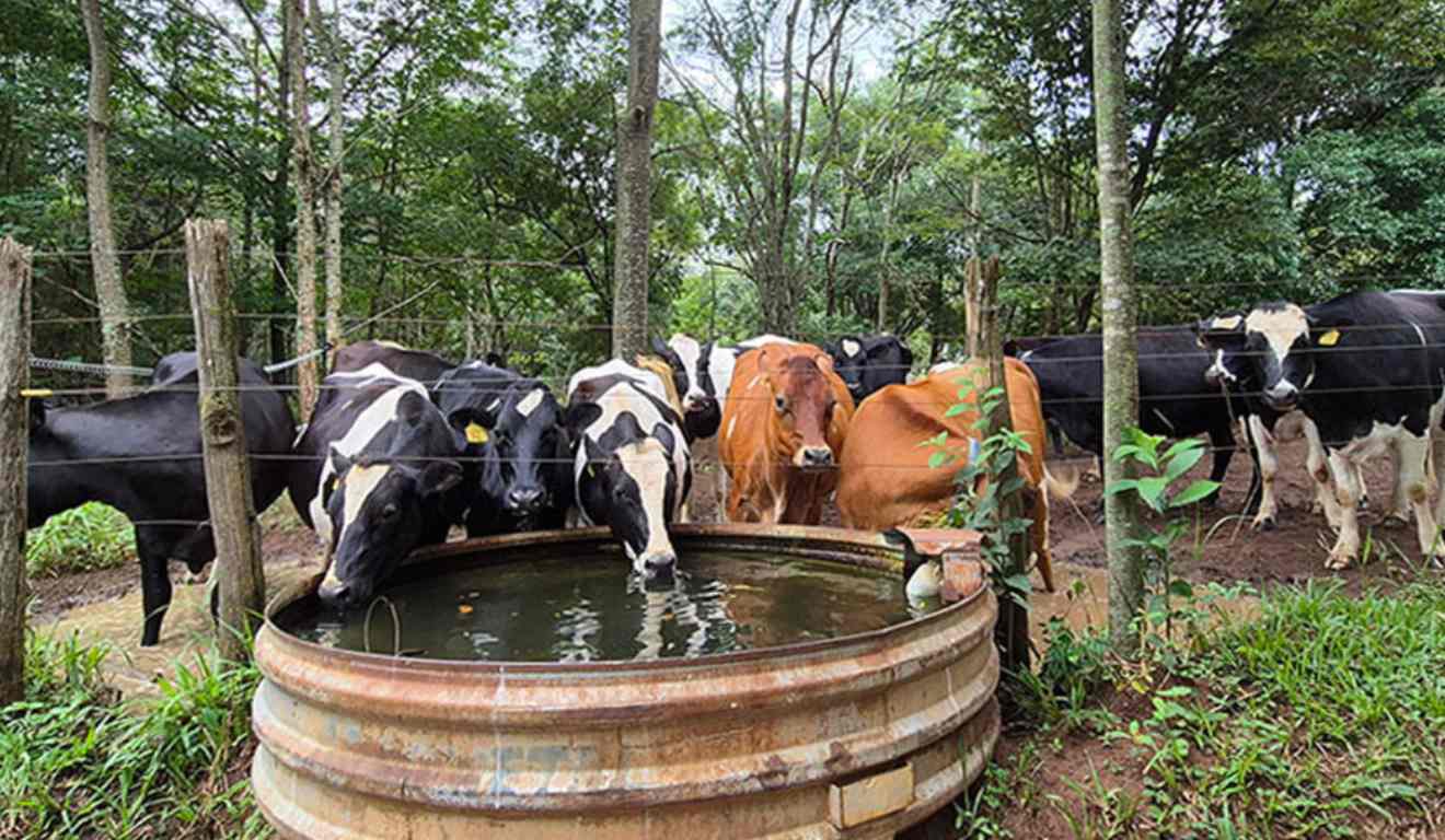 No Rio Grande do Sul, pesquisadores de instituições brasileiras e alemãs analisaram como práticas produtivas e de manejo de dejetos podem reduzir o consumo de água na produção de leite e mitigar os efeitos das mudanças climáticas sobre a pegada hídrica do setor.