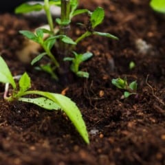 A BB Seguros aderiu ao projeto-piloto do ZARC-NM, programa do Ministério da Agricultura e da Embrapa que testa a vinculação de práticas de conservação do solo ao preço do seguro rural.