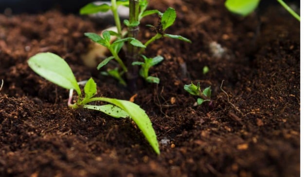 A BB Seguros aderiu ao projeto-piloto do ZARC-NM, programa do Ministério da Agricultura e da Embrapa que testa a vinculação de práticas de conservação do solo ao preço do seguro rural.