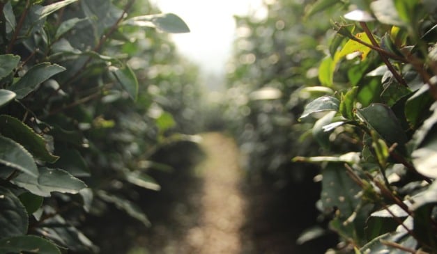 Segundo levantamento realizado pela Kynetec para o FarmTrak Bioinsumos, o mercado brasileiro de bioinsumos quadruplicou desde 2020.