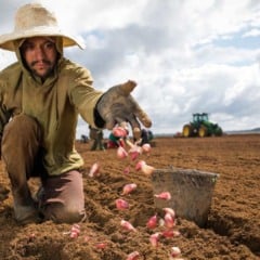 A produção nacional de alho vem ganhando novo fôlego com o avanço da biotecnologia e o uso crescente de bioinsumos, ferramentas que ampliam a eficiência nutricional, a sanidade das plantas e a produtividade no campo.