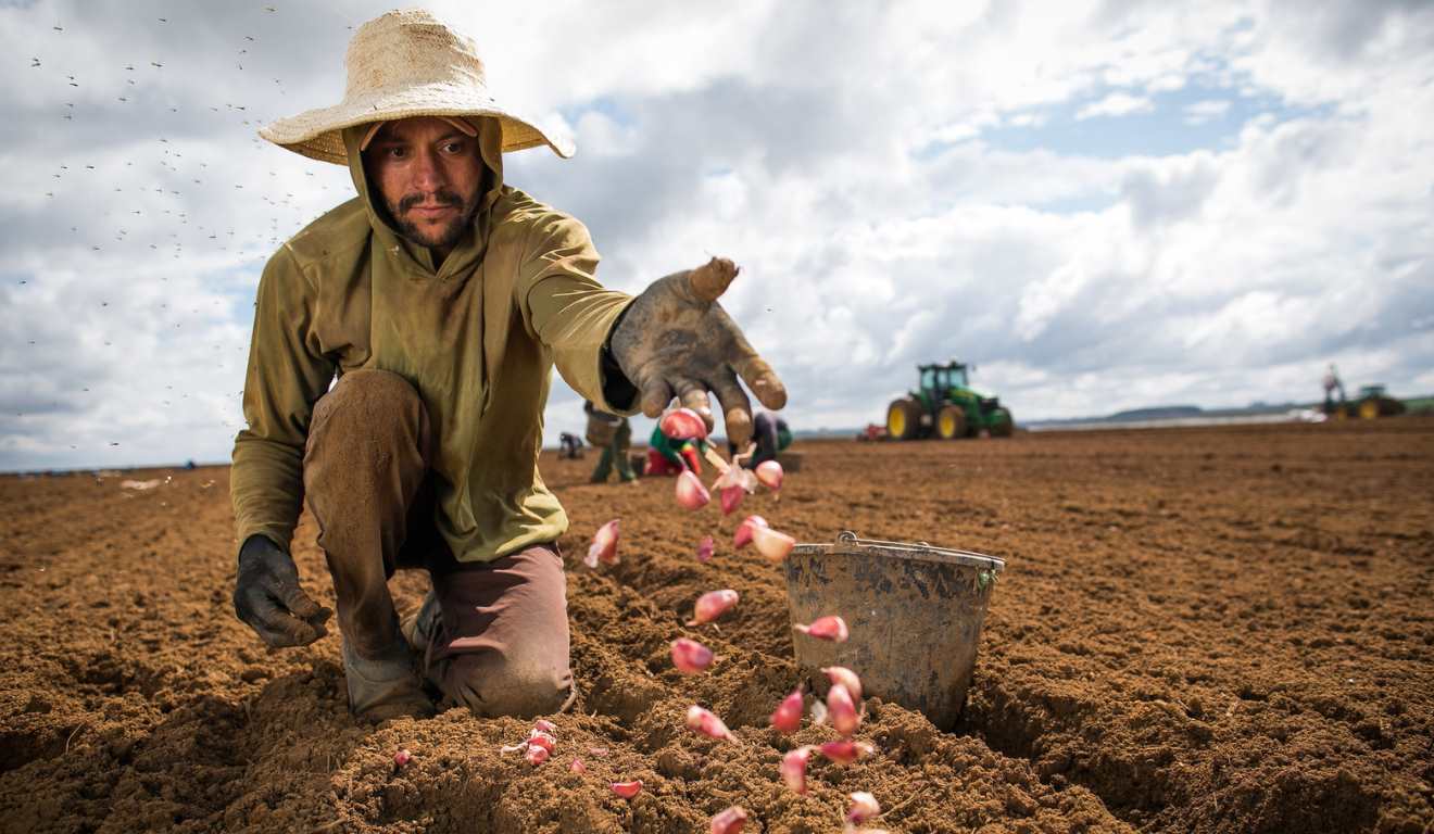 A produção nacional de alho vem ganhando novo fôlego com o avanço da biotecnologia e o uso crescente de bioinsumos, ferramentas que ampliam a eficiência nutricional, a sanidade das plantas e a produtividade no campo.