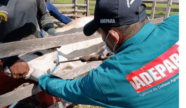 A Agência de Defesa Agropecuária do Estado do Pará (Adepará) promoveu a semana “Dia B contra a Brucelose e Tuberculose”. A campanha de imunização segue disponível até o dia 31 de dezembro.