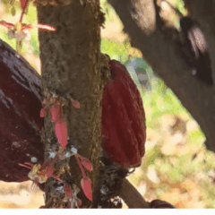 O Norte de Minas Gerais, conhecido pelo clima seco e pelas altas temperaturas, vem se consolidando como nova fronteira para o cultivo do cacau