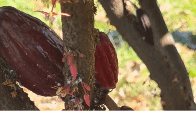 O Norte de Minas Gerais, conhecido pelo clima seco e pelas altas temperaturas, vem se consolidando como nova fronteira para o cultivo do cacau