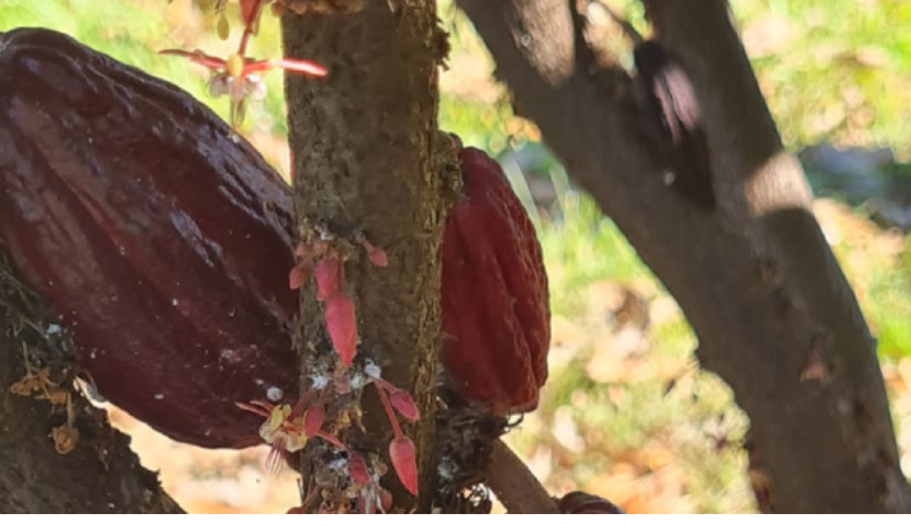 Estudo mostra potencial da região norte de Minas Gerais para o cultivo de cacau