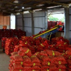 A colheita de cebola começou em Santa Catarina com expectativa de uma safra maior que a do ano passado. Projeções do Centro de Socioeconomia e Planejamento Agrícola da Epagri (Cepa) indicam aumento de 7,3% na produção, o que representa cerca de 40 mil toneladas adicionais