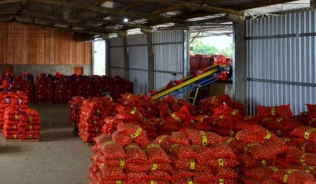 A colheita de cebola começou em Santa Catarina com expectativa de uma safra maior que a do ano passado. Projeções do Centro de Socioeconomia e Planejamento Agrícola da Epagri (Cepa) indicam aumento de 7,3% na produção, o que representa cerca de 40 mil toneladas adicionais