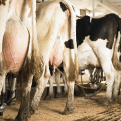 Comissão de Agricultura e Pecuária da Câmara discute políticas para ampliar o acesso de pequenos produtores ao melhoramento genético do gado leiteiro.