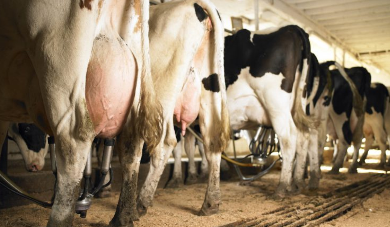 Comissão de Agricultura e Pecuária da Câmara discute políticas para ampliar o acesso de pequenos produtores ao melhoramento genético do gado leiteiro.